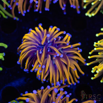 Indo 24K gold Torch C02