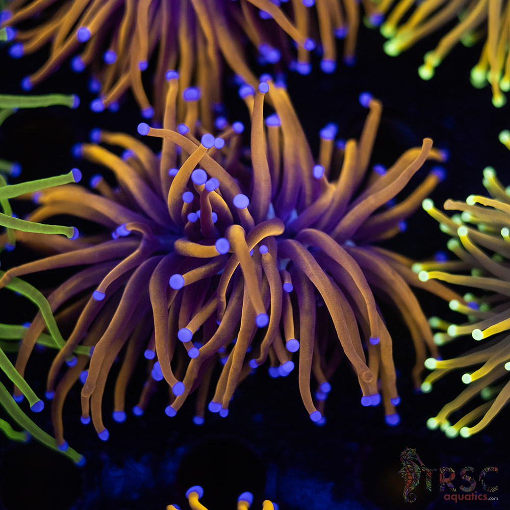 Indo 24K gold Torch C03 3 Indo 24K gold Torch C03