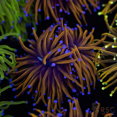 Indo 24K gold Torch C04