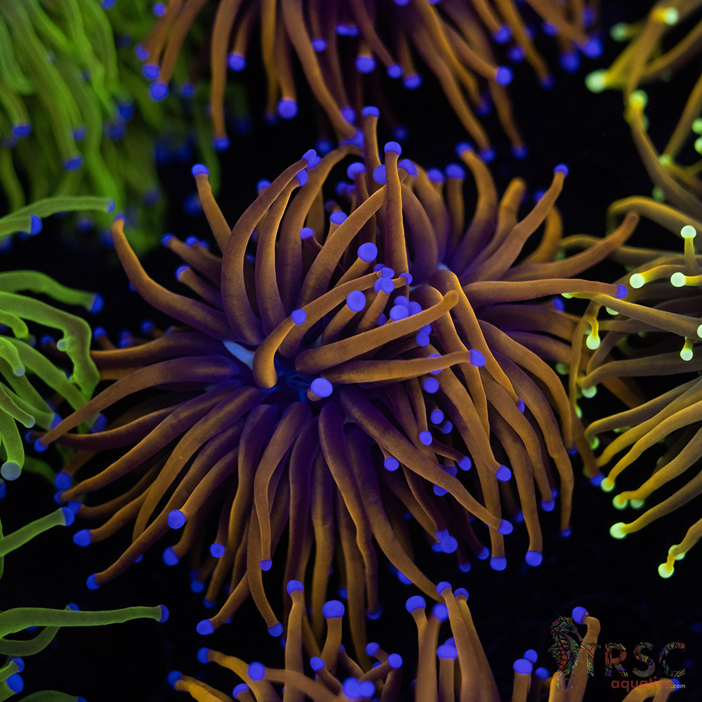 Indo 24K gold Torch C04 3 Indo 24K gold Torch C04