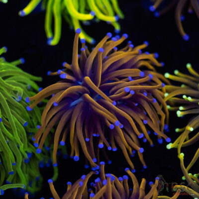 Indo 24K gold Torch C05