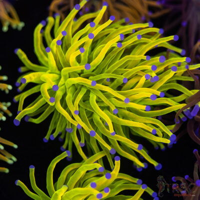 ASD Holy Grail Torch C07