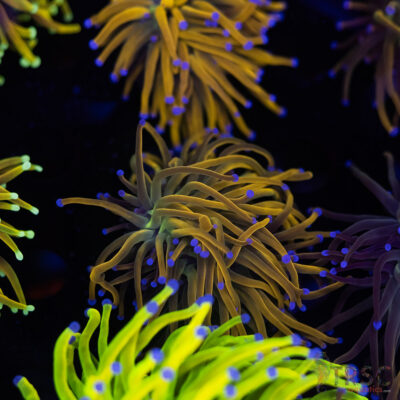 Rapunzel Gold Torch C08