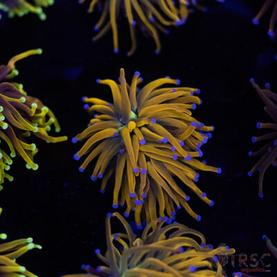 Rapunzel Gold Torch C09