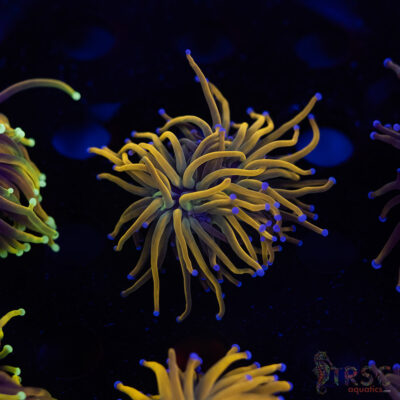 Rapunzel Gold Torch C10