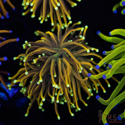 Holy Moly Gold Torch D01