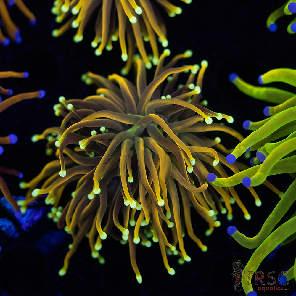 Holy Moly Gold Torch D01 3 Holy Moly Gold Torch D01