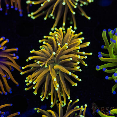 Holy Moly Gold Torch D02