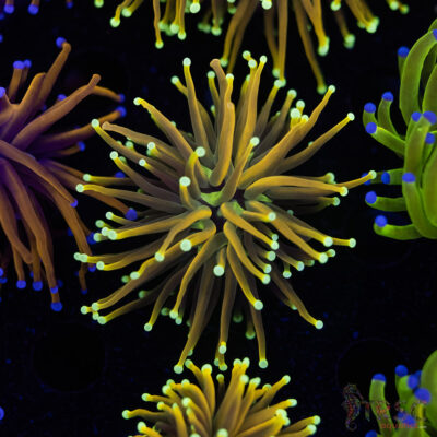 Holy Moly Gold Torch D03