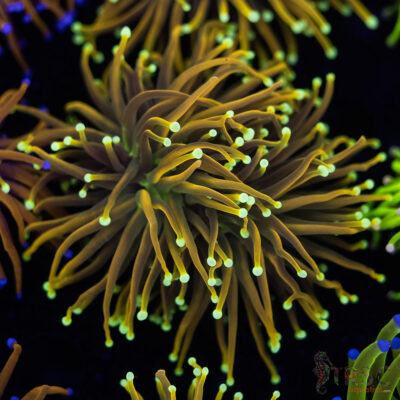 Holy Moly Gold Torch D04