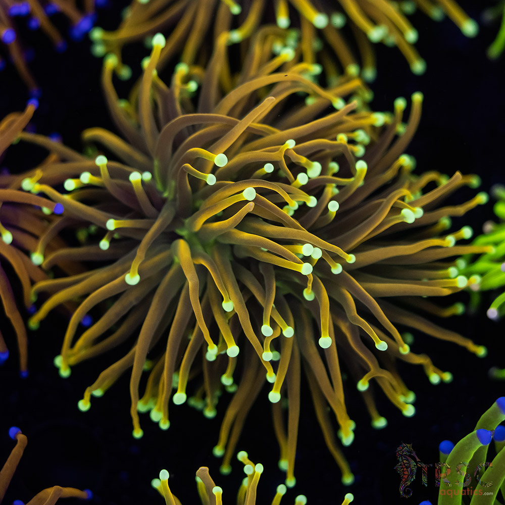 Holy Moly Gold Torch D04 3 Holy Moly Gold Torch D04