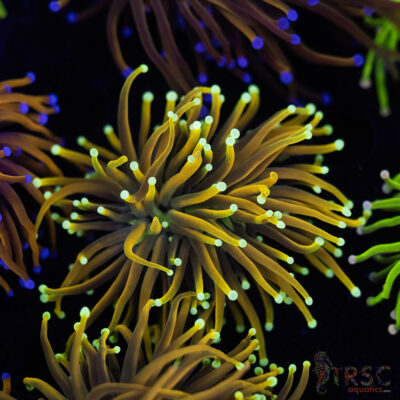 Holy Moly Gold Torch D05