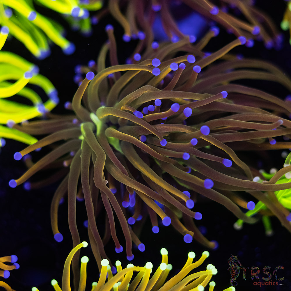 Dragon Tamer Torch D06 3 Dragon Tamer Torch D06