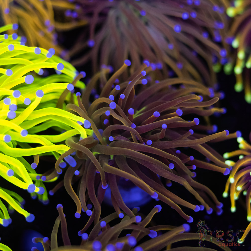 Dragon Tamer Torch D07 3 Dragon Tamer Torch D07