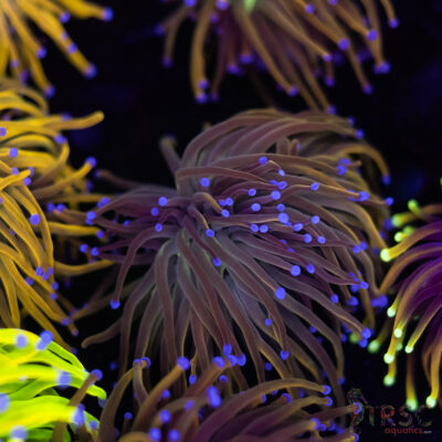 Dragon Tamer Torch D08