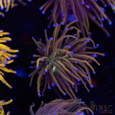 Dragon Tamer Torch D09