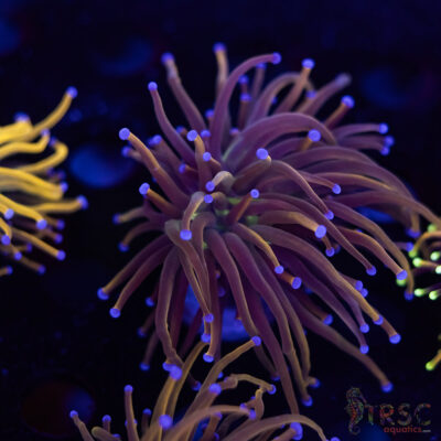 Dragon Tamer Torch D10