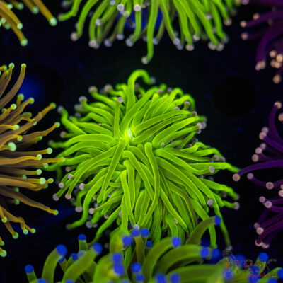 Bi Color Cotton Candy E04