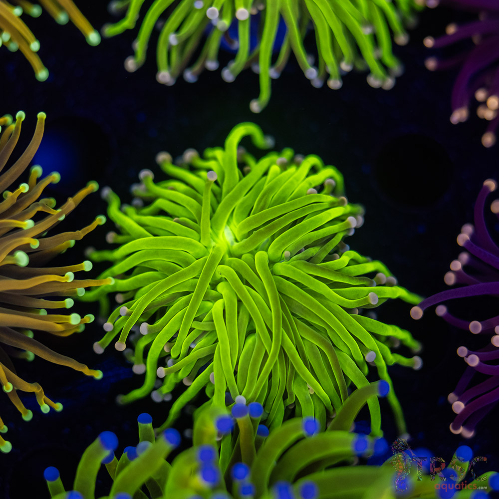 Bi Color Cotton Candy E04 3 Bi Color Cotton Candy E04