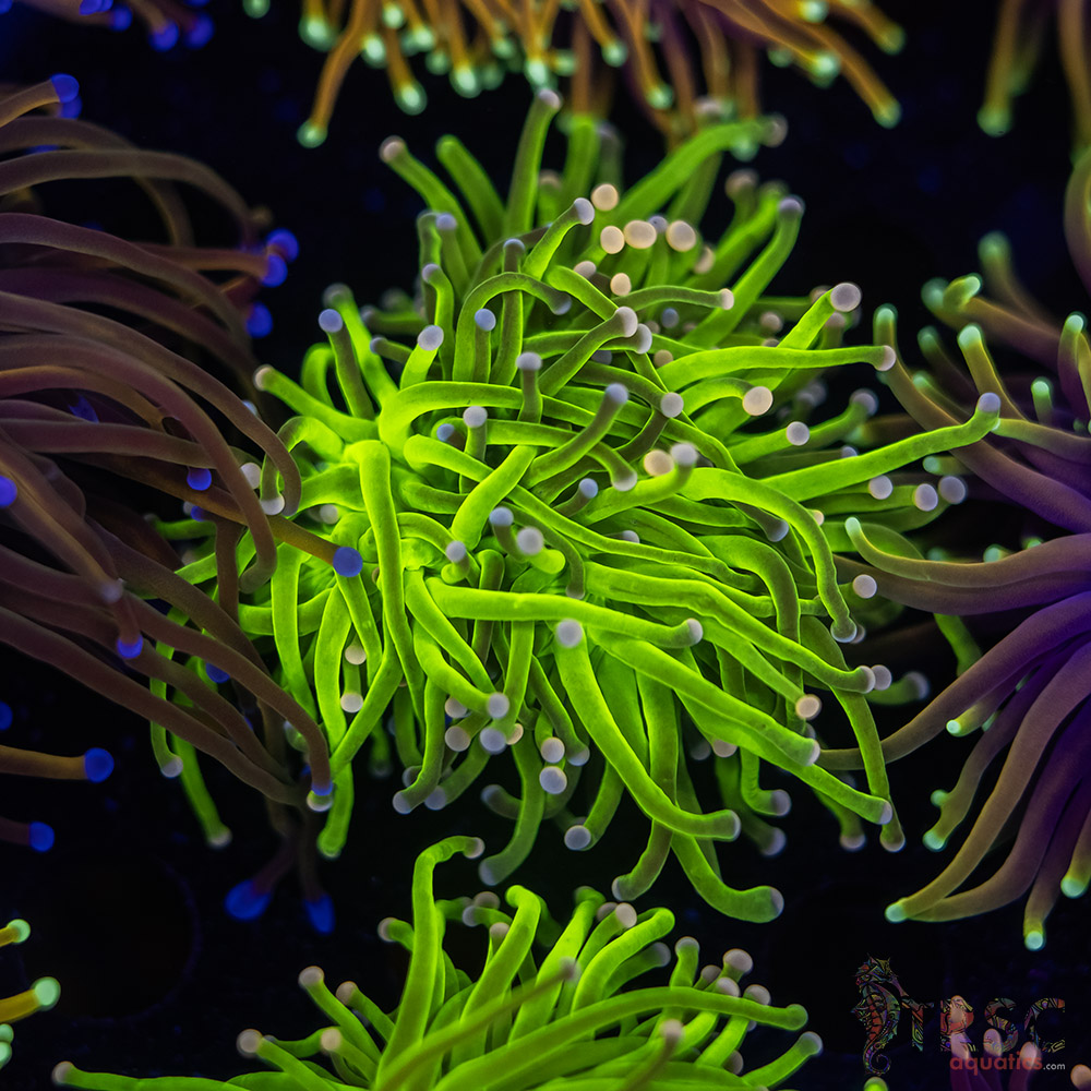 Bi Color Cotton Candy E06 3 Bi Color Cotton Candy E06