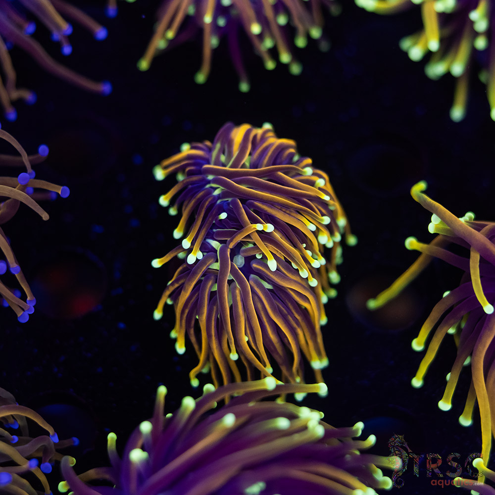 Jester Torch E09 3 Jester Torch E09