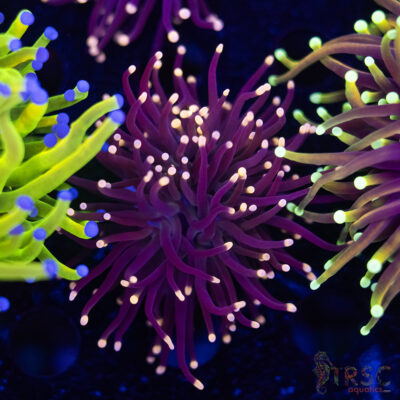 Miami Vice Torch F01