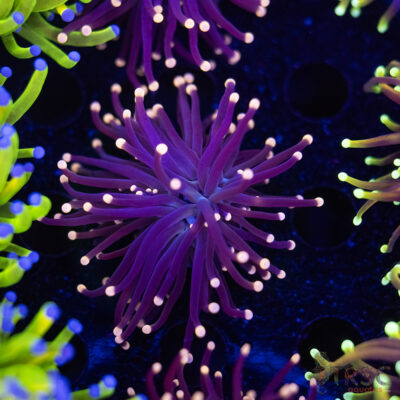 Miami Vice Torch F02