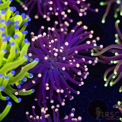 Miami Vice Torch F03