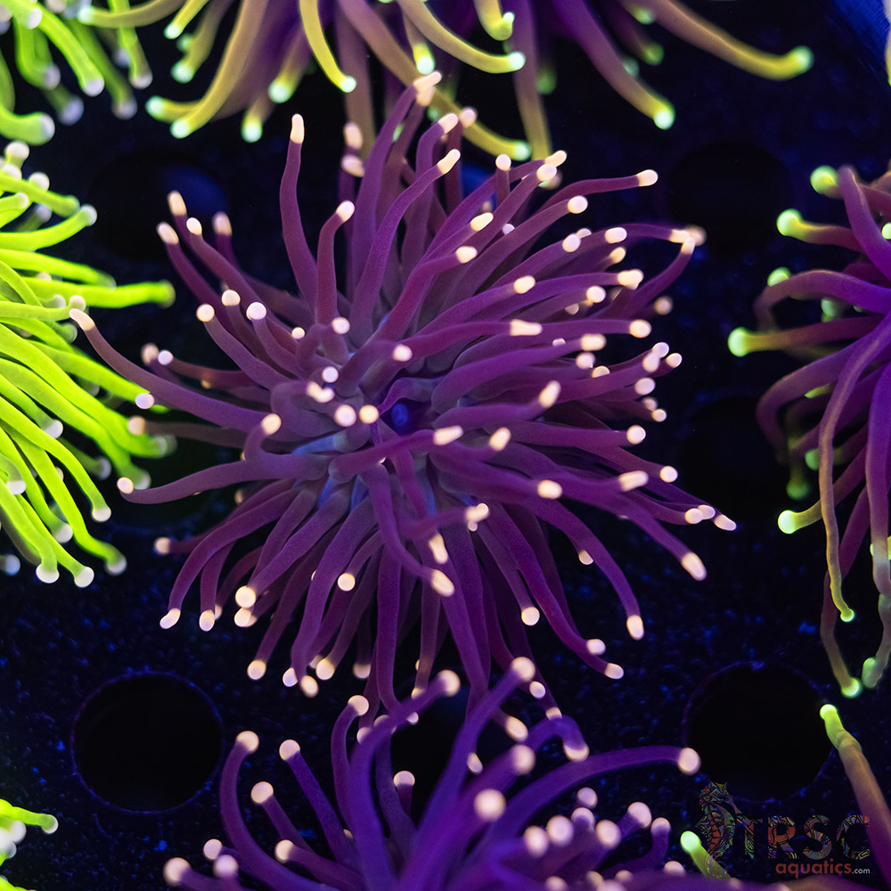 LIVE CORALS FOR SALE LPS, SPS, SOFTIES & DRY GOODS 5 TRSC 10282025 TORCH F05