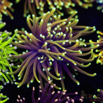 Hellfire Gold Torch F06