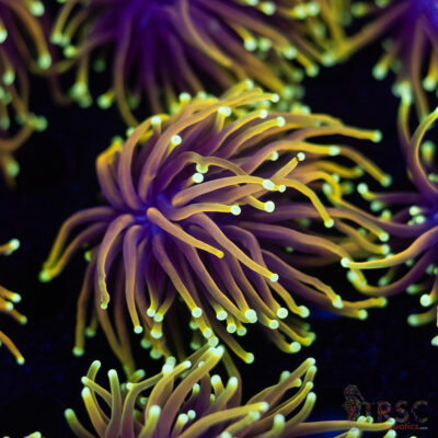 Hellfire Gold Torch F07