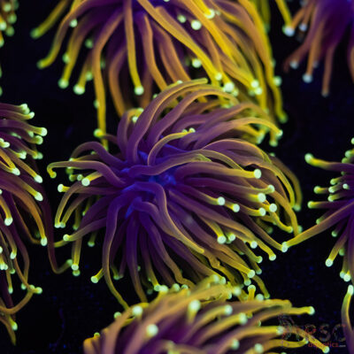 Hellfire Gold Torch F08