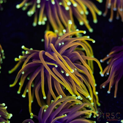 Hellfire Gold Torch F09