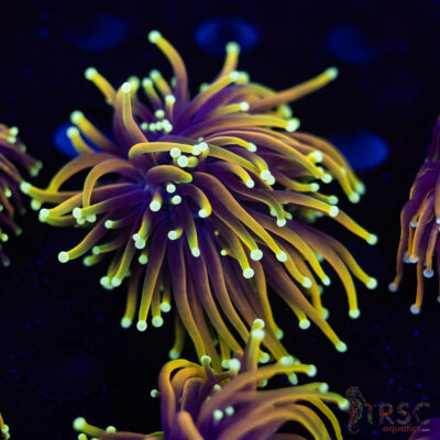 Hellfire Gold Torch F10