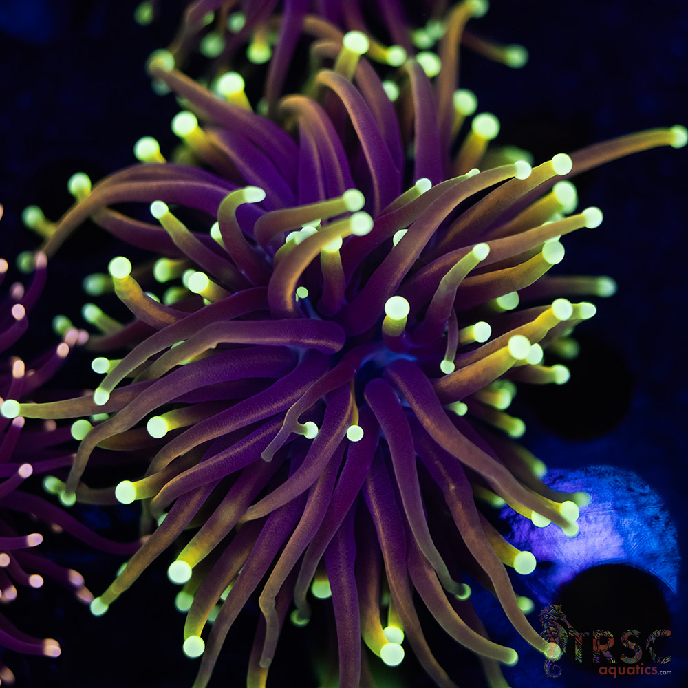 Dragonsoul Torch G01 3 Dragonsoul Torch G01