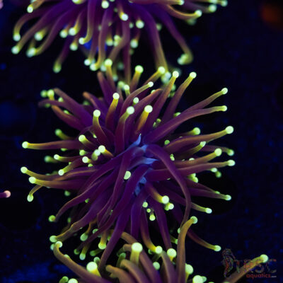 Dragonsoul Torch G02