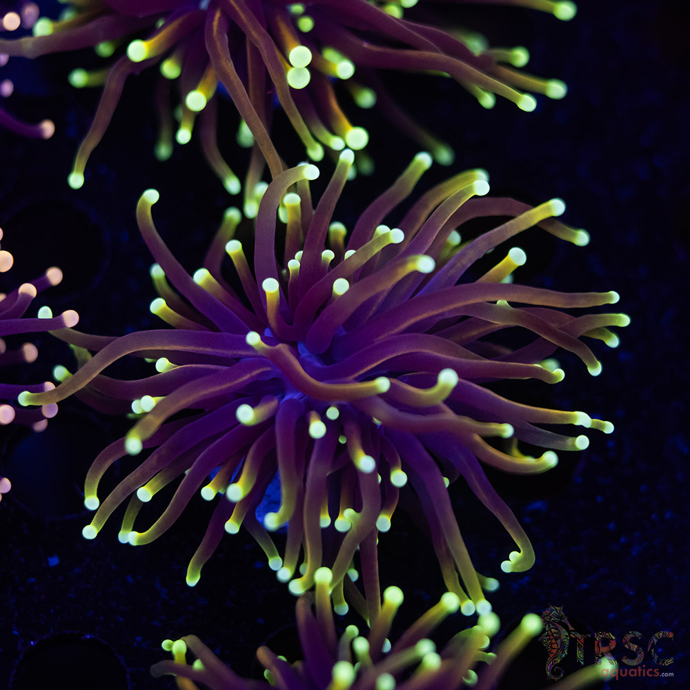 Dragonsoul Torch G03 3 Dragonsoul Torch G03