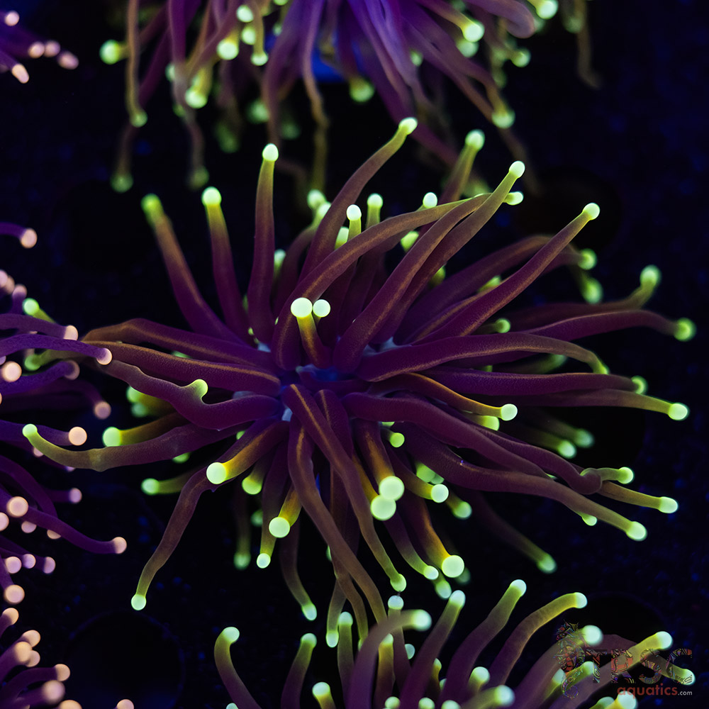 Dragonsoul Torch G04 3 Dragonsoul Torch G04