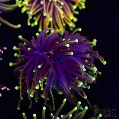 Dragonsoul Torch G05