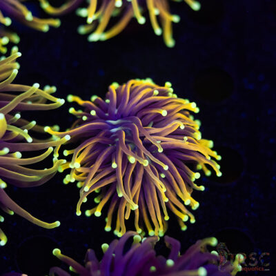 Hellfire Gold Torch G06