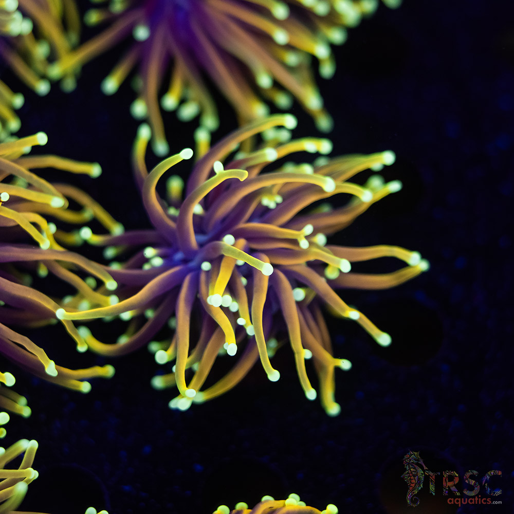 Hellfire Gold Torch G07 3 Hellfire Gold Torch G07