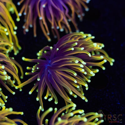 Hellfire Gold Torch G08