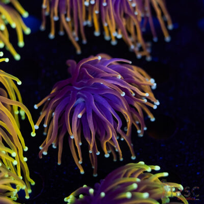 Hellfire Gold Torch G09