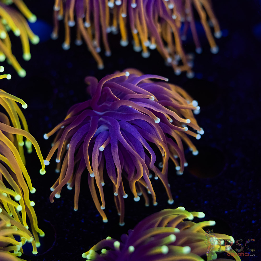 Hellfire Gold Torch G09 3 Hellfire Gold Torch G09