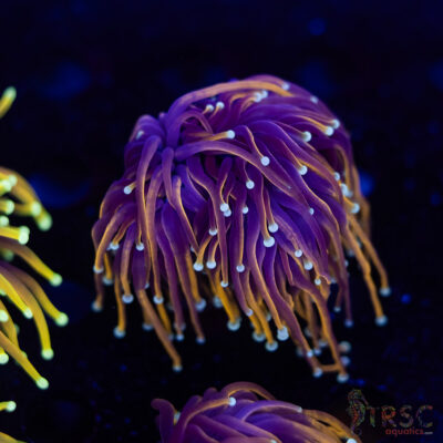 Hellfire Gold Torch G10