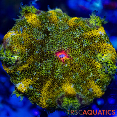 TRSC Mini Maxi Anemone (Belize) A01