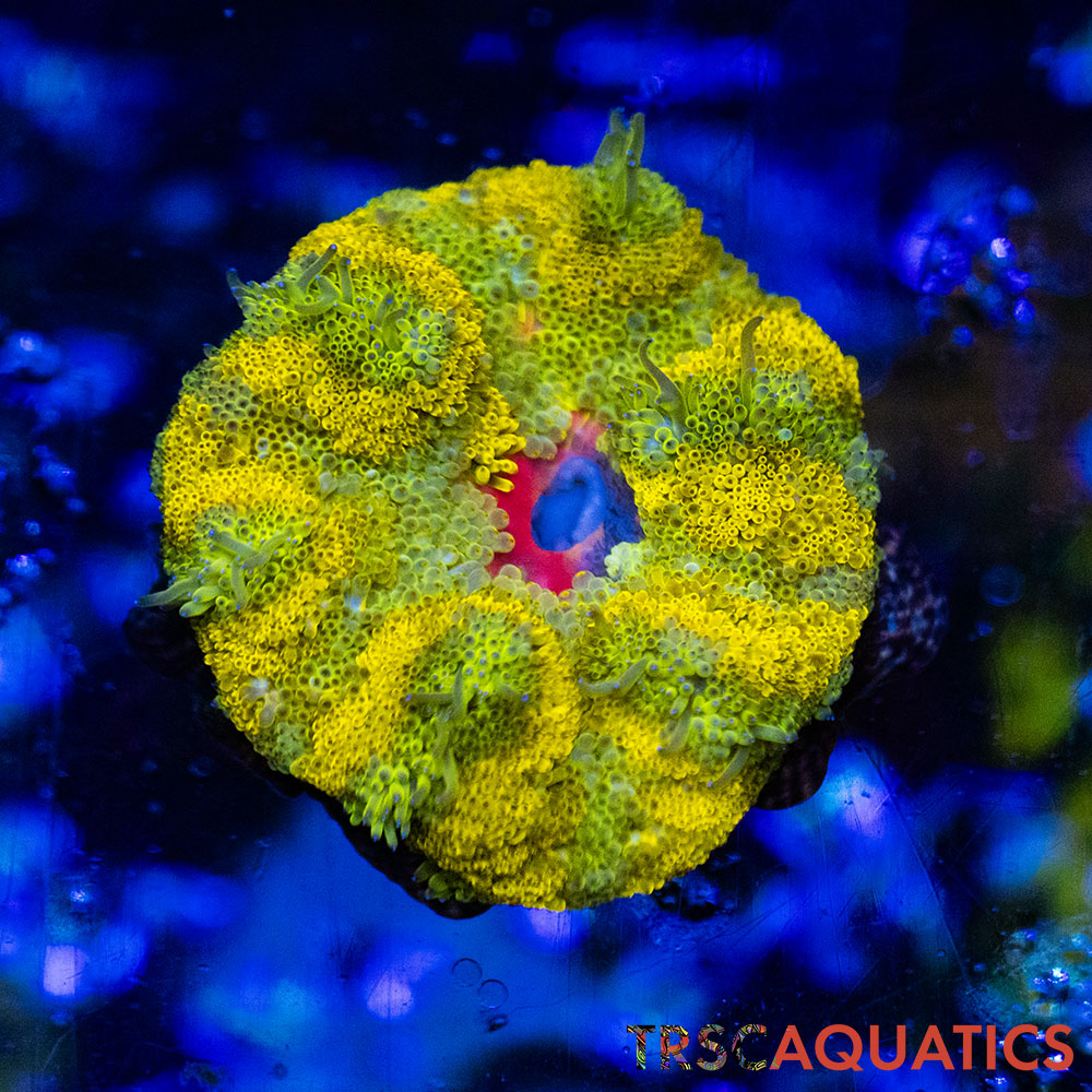 TRSC Mini Maxi Anemone (Belize) A02 3 TRSC Mini Maxi Anemone (Belize) A02