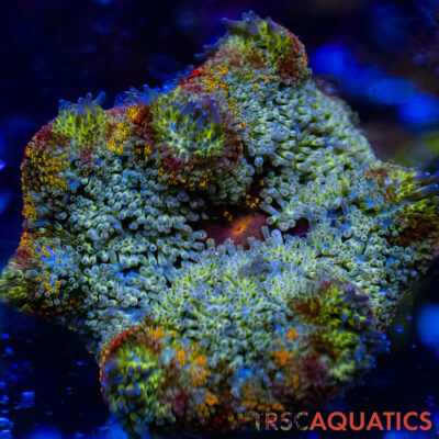 TRSC Mini Maxi Anemone (Belize) A03