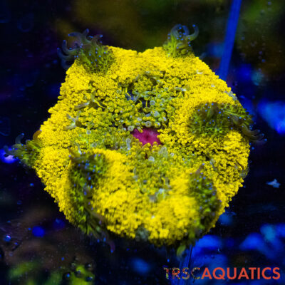 TRSC Mini Maxi Anemone (Belize) A04