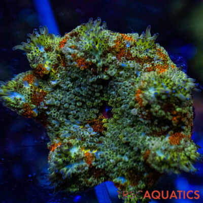 TRSC Mini Maxi Anemone (Belize) A05